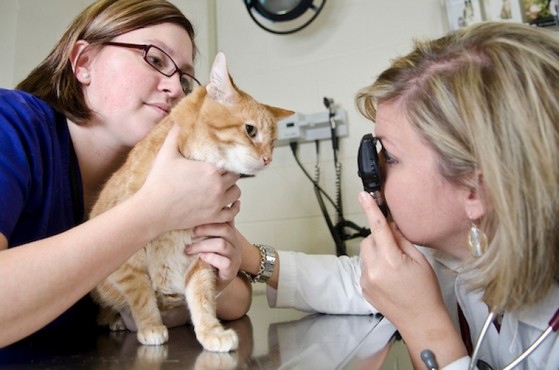 Clínica Veterinária Clínica Veterinária