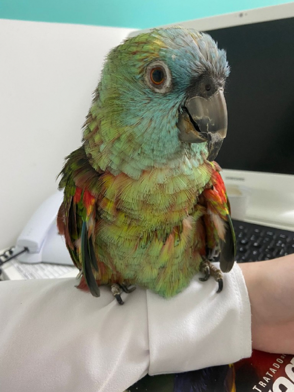 Clínicas para Animais Silvestres Clínicas para Animais Silvestres