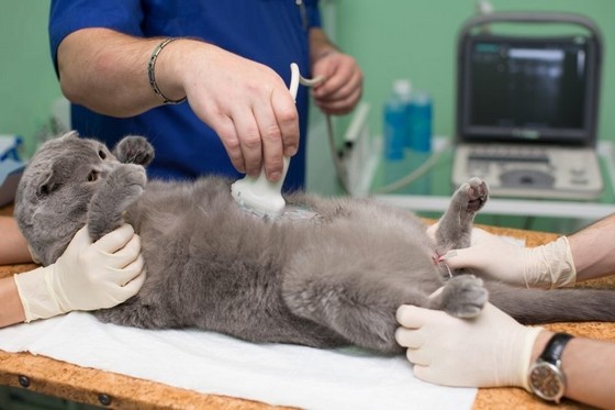 Ultrassom Veterinário Ultrassom Veterinário
