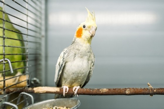 Veterinário Veterinário
